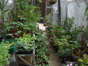 Inside the greenhouse.