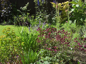 Part of the new garden area - planted 2010